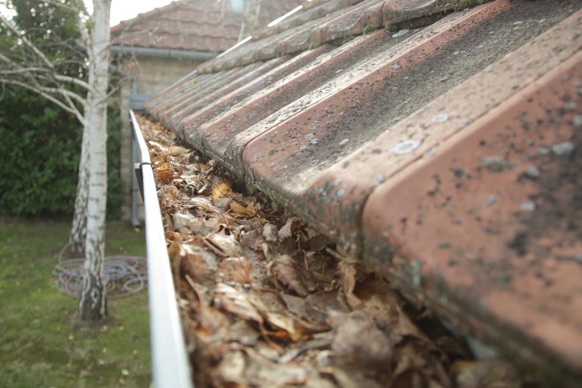 prikaz lišća u olucima